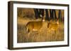 White-Tailed Deer Doe and Fawn-Larry Ditto-Framed Photographic Print