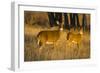 White-Tailed Deer Doe and Fawn-Larry Ditto-Framed Photographic Print