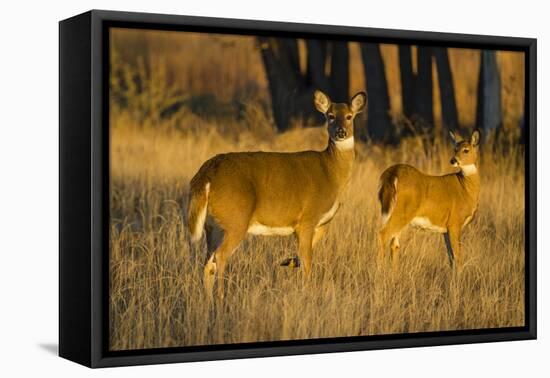 White-Tailed Deer Doe and Fawn-Larry Ditto-Framed Stretched Canvas