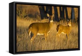 White-Tailed Deer Doe and Fawn-Larry Ditto-Framed Stretched Canvas