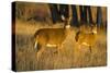 White-Tailed Deer Doe and Fawn-Larry Ditto-Stretched Canvas