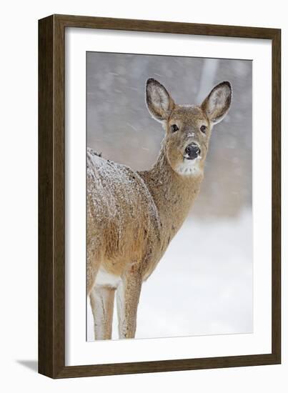 White-Tailed Deer Doe in Winter Snow-null-Framed Photographic Print