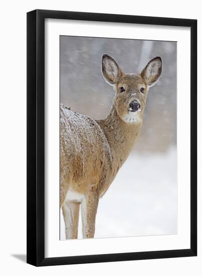 White-Tailed Deer Doe in Winter Snow-null-Framed Photographic Print