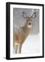 White-Tailed Deer Doe in Winter Snow-null-Framed Photographic Print