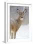 White-Tailed Deer Doe in Winter Snow-null-Framed Photographic Print