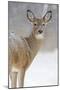 White-Tailed Deer Doe in Winter Snow-null-Mounted Photographic Print