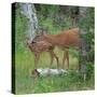 White-tailed deer doe with fawn in woodland, USA-George Sanker-Stretched Canvas
