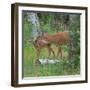 White-tailed deer doe with fawn in woodland, USA-George Sanker-Framed Photographic Print