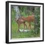 White-tailed deer doe with fawn in woodland, USA-George Sanker-Framed Photographic Print