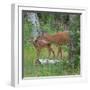 White-tailed deer doe with fawn in woodland, USA-George Sanker-Framed Photographic Print