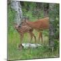 White-tailed deer doe with fawn in woodland, USA-George Sanker-Mounted Photographic Print