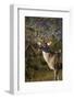 White-tailed Deer dominant male-Larry Ditto-Framed Photographic Print