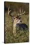 White-tailed Deer dominant male-Larry Ditto-Stretched Canvas