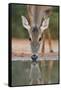 White-tailed Deer drinking, South Texas, USA-Rolf Nussbaumer-Framed Stretched Canvas