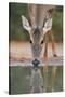 White-tailed Deer drinking, South Texas, USA-Rolf Nussbaumer-Stretched Canvas