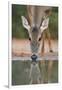 White-tailed Deer drinking, South Texas, USA-Rolf Nussbaumer-Framed Photographic Print