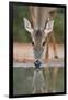 White-tailed Deer drinking, South Texas, USA-Rolf Nussbaumer-Framed Photographic Print