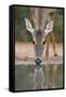 White-tailed Deer drinking, South Texas, USA-Rolf Nussbaumer-Framed Stretched Canvas