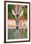 White-tailed Deer Drinking, South Texas-Rolf Nussbaumer-Framed Giclee Print