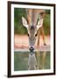 White-tailed Deer Drinking, South Texas-Rolf Nussbaumer-Framed Giclee Print