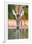 White-tailed Deer Drinking, South Texas-Rolf Nussbaumer-Framed Giclee Print