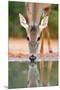 White-tailed Deer Drinking, South Texas-Rolf Nussbaumer-Mounted Giclee Print