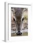 White-Tailed Deer Drinking Water Starr Co., Tx-Richard ans Susan Day-Framed Photographic Print