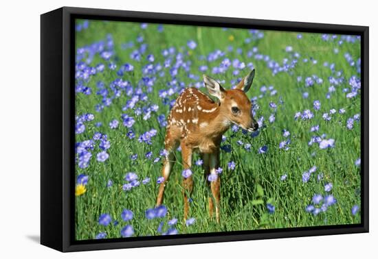 White-Tailed Deer Fawn in Flowers-null-Framed Stretched Canvas