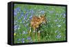 White-Tailed Deer Fawn in Flowers-null-Framed Stretched Canvas