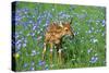 White-Tailed Deer Fawn in Flowers-null-Stretched Canvas