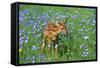 White-Tailed Deer Fawn in Flowers-null-Framed Stretched Canvas