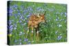 White-Tailed Deer Fawn in Flowers-null-Stretched Canvas