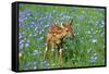 White-Tailed Deer Fawn in Flowers-null-Framed Stretched Canvas