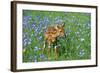 White-Tailed Deer Fawn in Flowers-null-Framed Photographic Print