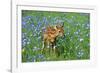 White-Tailed Deer Fawn in Flowers-null-Framed Photographic Print