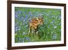 White-Tailed Deer Fawn in Flowers-null-Framed Photographic Print