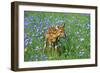 White-Tailed Deer Fawn in Flowers-null-Framed Photographic Print