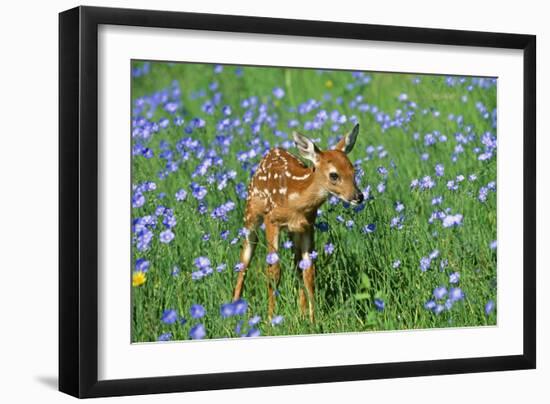 White-Tailed Deer Fawn in Flowers-null-Framed Photographic Print