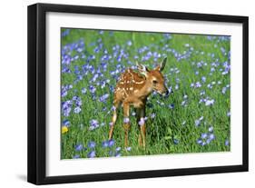 White-Tailed Deer Fawn in Flowers-null-Framed Photographic Print