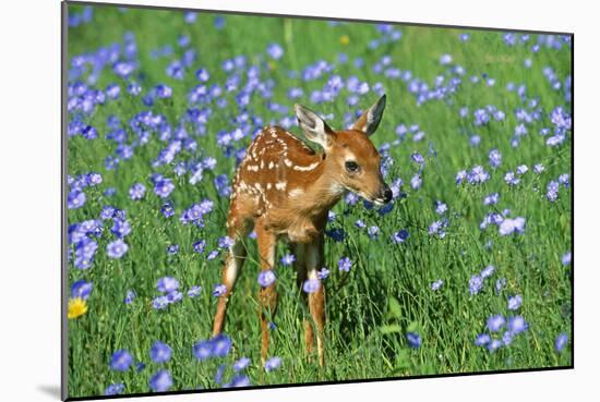 White-Tailed Deer Fawn in Flowers-null-Mounted Photographic Print