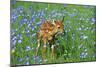 White-Tailed Deer Fawn in Flowers-null-Mounted Photographic Print