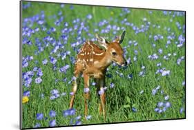 White-Tailed Deer Fawn in Flowers-null-Mounted Photographic Print