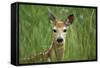 White-Tailed Deer Fawn in Tall Grass, National Bison Range, Montana, Usa-John Barger-Framed Stretched Canvas