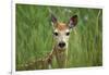 White-Tailed Deer Fawn in Tall Grass, National Bison Range, Montana, Usa-John Barger-Framed Photographic Print
