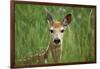 White-Tailed Deer Fawn in Tall Grass, National Bison Range, Montana, Usa-John Barger-Framed Photographic Print