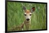 White-Tailed Deer Fawn in Tall Grass, National Bison Range, Montana, Usa-John Barger-Framed Photographic Print