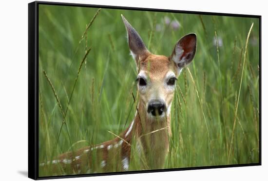 White-Tailed Deer Fawn in Tall Grass, National Bison Range, Montana, Usa-John Barger-Framed Stretched Canvas