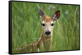 White-Tailed Deer Fawn in Tall Grass, National Bison Range, Montana, Usa-John Barger-Framed Stretched Canvas