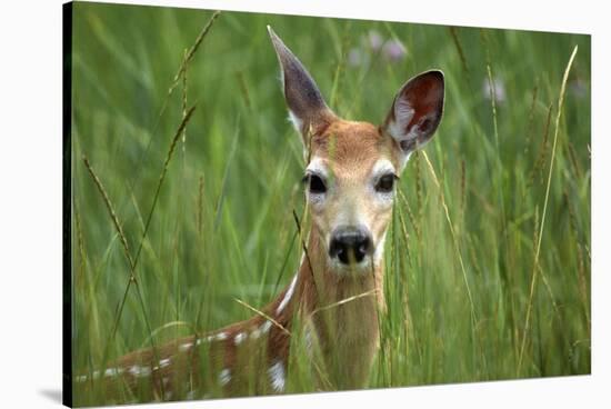 White-Tailed Deer Fawn in Tall Grass, National Bison Range, Montana, Usa-John Barger-Stretched Canvas