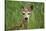 White-Tailed Deer Fawn in Tall Grass, National Bison Range, Montana, Usa-John Barger-Stretched Canvas